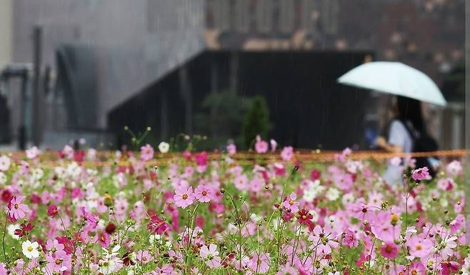 ▲ 우산을 쓴 시민들이 활짝 핀 코스모스 사이를 지나고 있다. /연합뉴스
