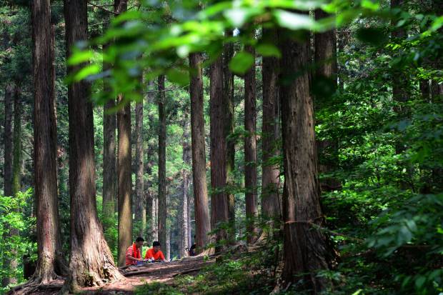 장성 축령산 휴양림을 찾은 산행객들이 녹음이 우거진 편백나무 아래에서 휴식하고 있다.  /김진수기자 jeans@kwangju.co.kr