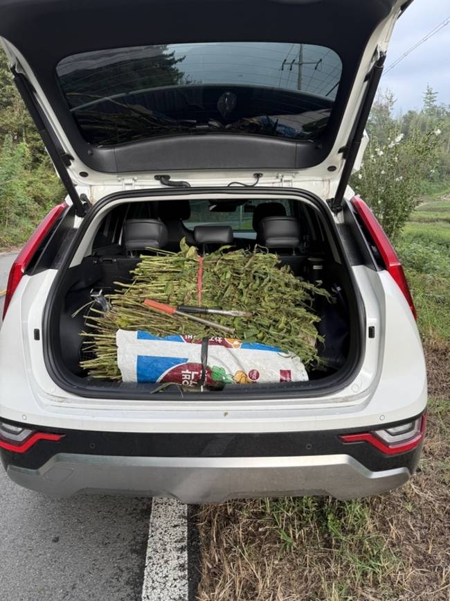 손녀 차를 이용해 깻단을 나르고 있다. /김윤지