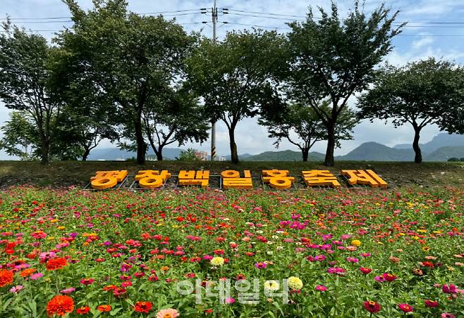 대표적인 가을꽃 ‘백일홍’을 테마로 강원 평창강변 일대에서 7개 테마의 산책로를 조성한 ‘평창 백일홍축제’는 주말인 12일까지 이어진다. (사진=평창군)