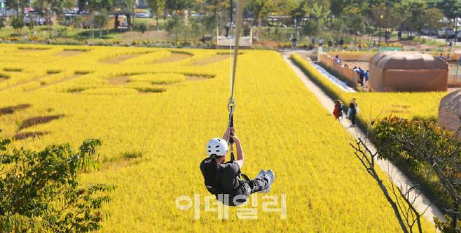 대표적인 전통 농경문화 축제인 김제지평선축제가 8일부터 12일까지 김제시 벽골제 일원에서 열린다. 추석 연휴에 맞춰 다양한 신규 프로그램을 선보이는 김제지평선축제는 지난해 첫 선을 보인 ‘대지아트 짚라인’을 올해 양방향으로 확대 운영한다. (사진=김제시)