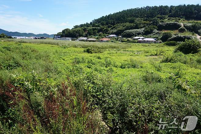 마을 중앙에 있는 미나리꽝. 지금은 늪지로 변했다. 2025.10.3/뉴스1 ⓒ News1 조영석 기자