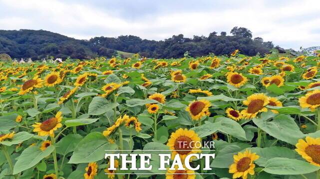 제71회 백제문화제가 열리고 있는 신관공원에 해바라기가 활짝 펴 있다. /김형중 기자