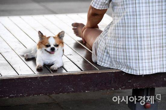 서울 한강대교 아래에서 강아지 한 마리가 휴식을 취하고 있다. 아시아경제DB