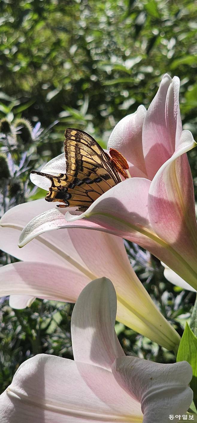 나비를 불러 모으는 정원.