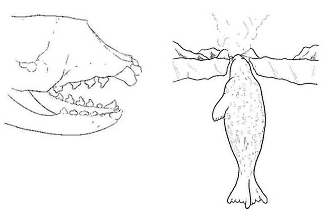 웨델물범의 앞니와 송곳니는 다른 치아에 비해 크기가 크고, 앞으로 돌출되어 있으며, 끝이 뭉툭해서 얼음에 구멍을 뚫거나 구멍을 넓히기에 적합하다.(왼쪽) 이러한 구강 구조를 이용해 바다 얼음을 스스로 만들거나 얼음이 깨진 틈으로 고개를 내밀어 콧구멍으로 숨을 쉰다. 이원영/극지연구소 제공