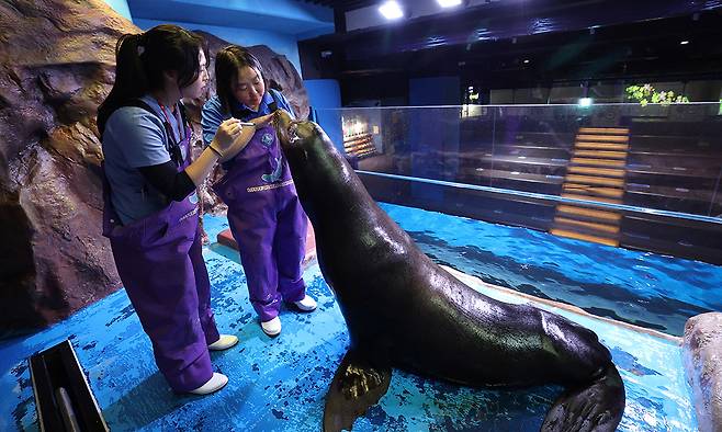 바다사자 수조에서 박지원 아쿠아리스트와 고희준 수의사가 캘리포니아 바다사자 데니스의 안구 검진을 하고 있다.