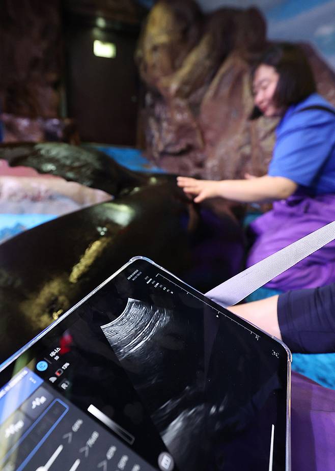 바다사자 수조에서 박지원 아쿠아리스트와 고희준 수의사가 데니스의 초음파 검사를 하고 있다.