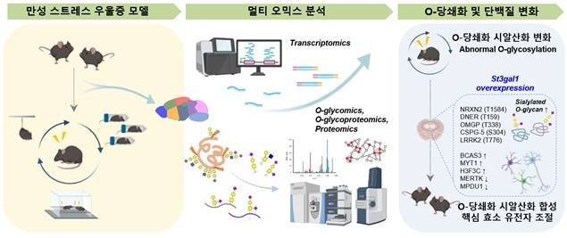 우울증 모델에서 뇌 당쇄화 변화 연구  [IBS 제공. 재판매 및 DB 금지]