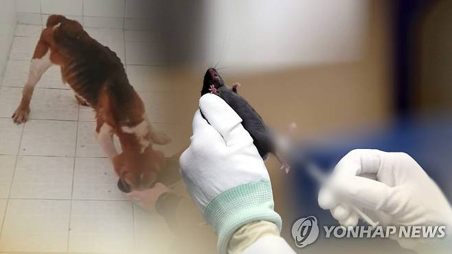 (CG) [연합뉴스TV 제공]