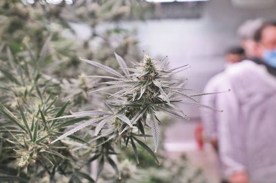 경북 안동시 헴프 규제 자유특구에서 재배하는 산업용 대마(헴프). 사진 안동시