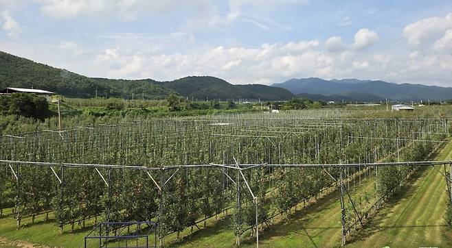 지날달 30일 경북 청송군 안덕면에 있는 한 과수원./사진=박수림 기자