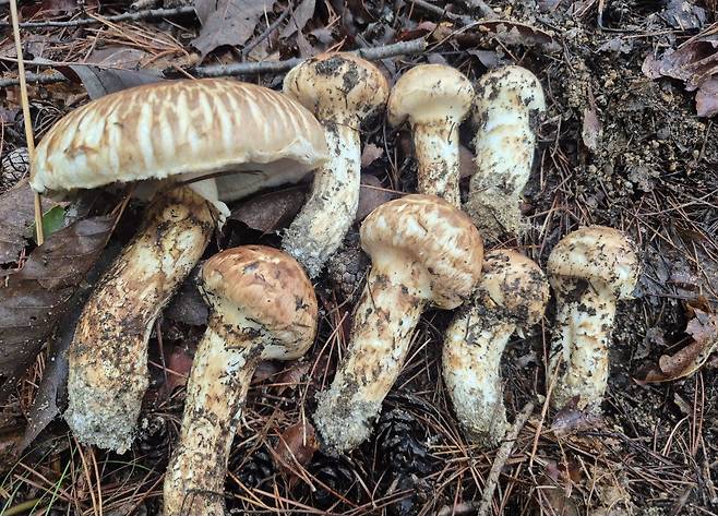 The first pine mushrooms a mushroom hunter found this year. [JOONGANG ILBO