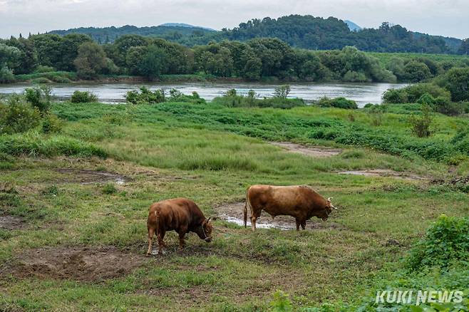 싸움소 해태와 생강이가 지난 달 13일 경남 의령군 남강 좌안에 위치한 풀밭에서 쉬고 있다.