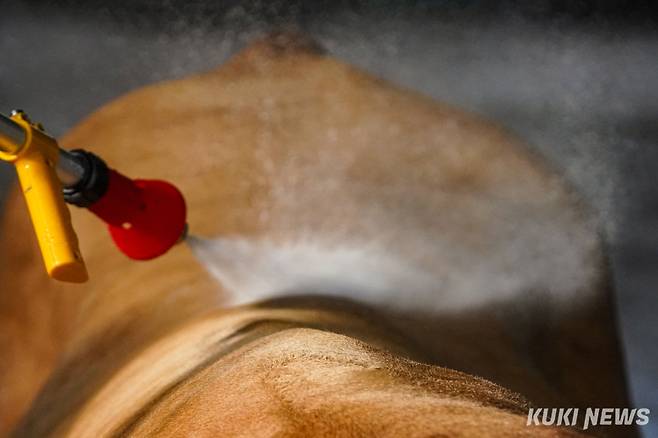 하욱재(48) 우주가 지난 달 13일 경남 의령군 사육장에서 산책을 마친 싸움소 해태와 생강이를 씻기고 있다.