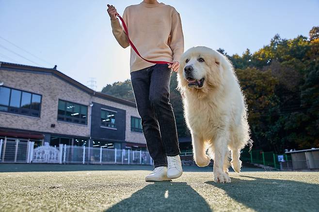 반려견과 한 남성이 산책하는 모습./사진=게티이미지뱅크
