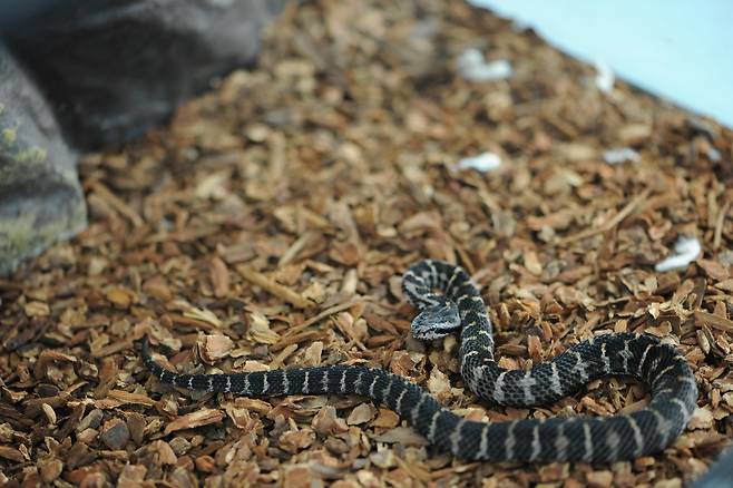 끼치살모사[국립생태원 제공]
