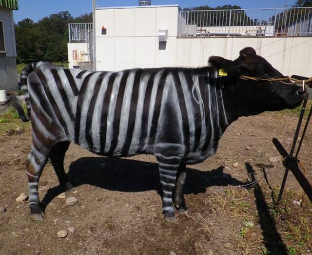 얼룩말 줄무늬를 그린 흑우에 파리가 착지하는 수가 현저히 줄어들었다. 일본 아이치현 농업종합연구센터