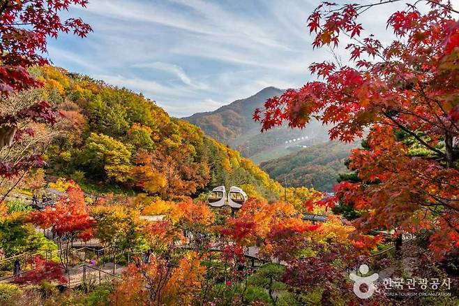 광주 곤지암 화담숲 예약방법과 2025 단풍시기 · 모노레일/화담채/입장료 · 서울 근교 단풍 숲길 완전정복