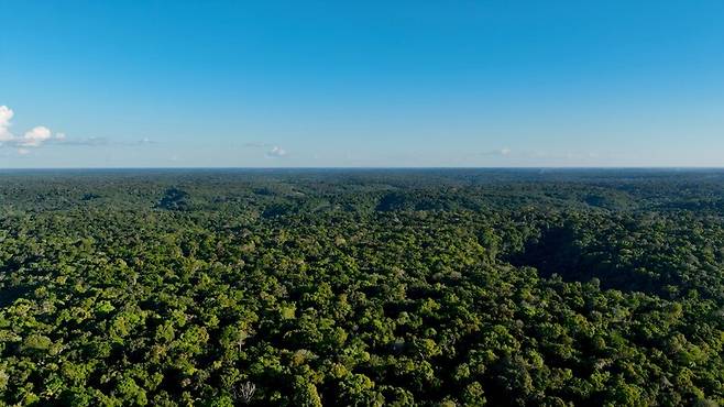 브라질 북부 아마조나스주의 아마존 숲. 게티이미지뱅크