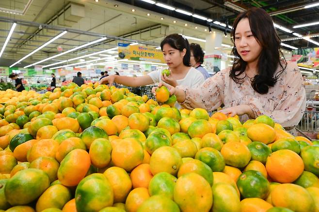 서울 서초구 농협유통 하나로마트 양재점에 제주도에서 생산된 감귤이 진열되어 있다.[사진 = 농협유통]
