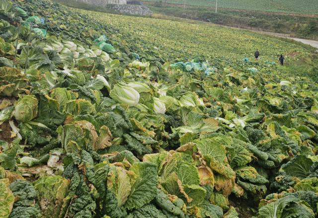 ▲추석 연휴 시작을 1주일여 앞둔 25일 강원 강릉시 왕산면 안반데기에서 농민들이 고랭지 배추를 수확하고 있다. 안반데기는 올해 극심한 가뭄과 폭염으로 작황이 매우 나빠 수확을 포기한 농가가 속출하고 있다. ⓒ연합뉴스