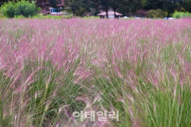 하남 미사경정공원에 핀 핑크뮬리.(사진=경기관광공사)