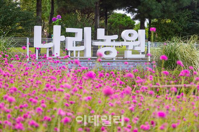 양주 나리농원에 핀 천일홍.(사진=경기관광공사)