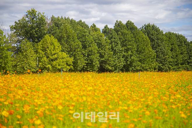 구리 한강시민공원에 핀 코스모스.(사진=경기관광공사)