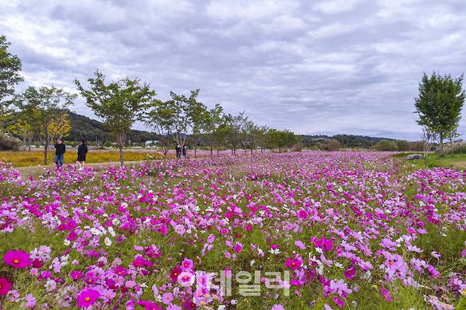 여주 당남리섬에 핀 코스모스.(사진=경기관광공사)