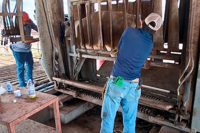 기생파리 애벌레 방역 작업 중인 멕시코 농축산물안전청 직원들. 멕시코 농축산물안전청 누리집 갈무리