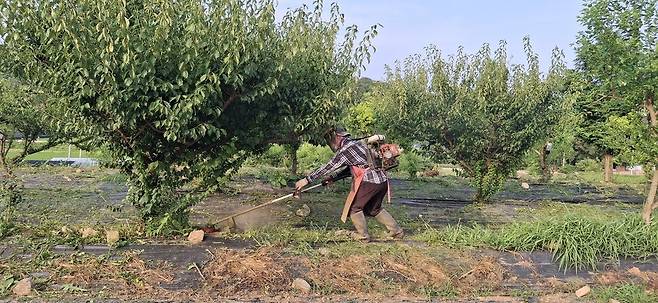 장마철이 지나고 폭염이 시작될 때 풀은 무섭게 자란다.