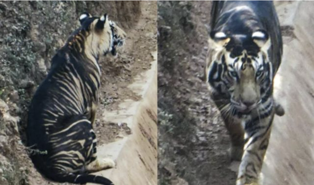 2020년 2월 인도 오디샤주에서 아마추어 사진작가 수멘 바즈파예가 촬영한 흑색 호랑이. 사회관계망서비스 캡처