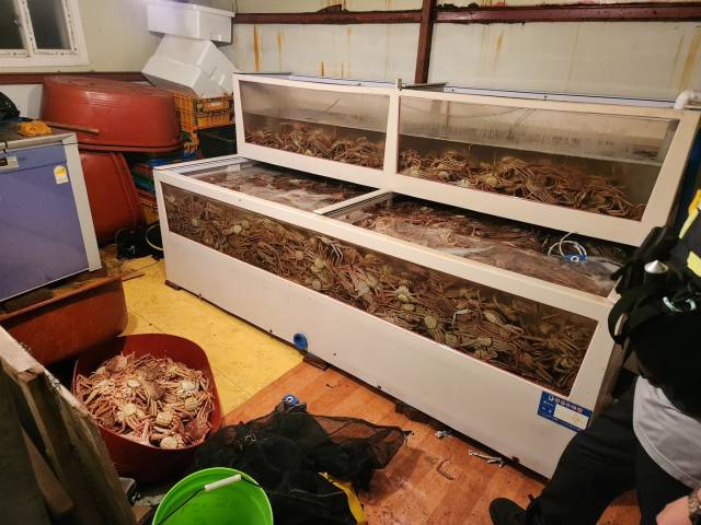 지난 5일 포항시 남구 구룡포읍 한 주택 창고 수족관에 불법 포획된 암컷대게 2천여 마리가 보관 중인 것을 해경이 발견해 조치하고 있다. 포항해양경찰서 제공.