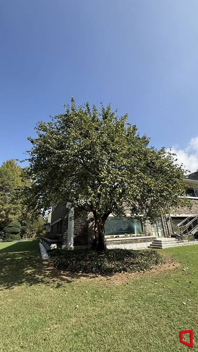 수령 235년의 모과나무 전경. 청남대 조성 당시 시공사가 특별히 식재한 나무로 5공 청문회 당시 '1억원 나무'로 화제가 됐었다. 사진 = 김희윤 기자