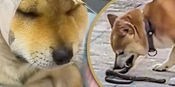 중국에서 주인을 보호하기 위해 독사에 맞서 싸운 반려견의 사연이 알려져 큰 감동을 주고 있다. 사진=SCMP 캡쳐