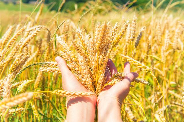 10월8일은 찬 이슬이 맺히기 시작하는 한로(寒露)다. 클립아트코리아