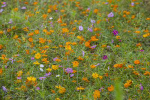 여주 담낭리섬. 사진=경기관광공사
