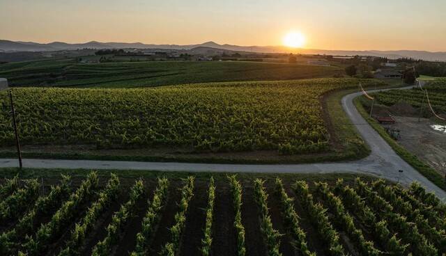 북부 론 포도원의 일몰. 아르데슈 에르미타주 관광청 운영 누리집 valleedurhonenord.com
