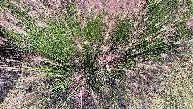 청산수목원의 핑크뮬리를 가까이에서 본 모습.