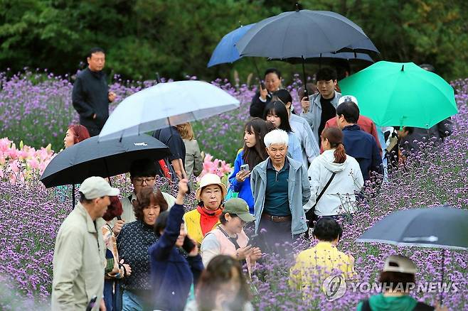 흐린 날씨지만 인제 가을꽃 축제 인파는 북적 [인제군 제공. 재판매 및 DB 금지] jlee@yna.co.kr