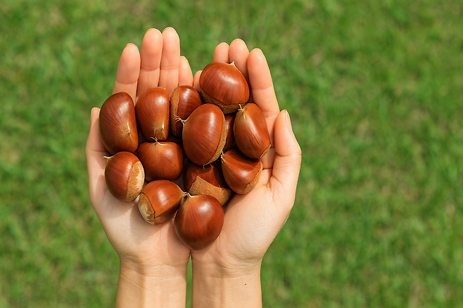 밤 보관법부터 삶는법 효능까지 제대로 알면 1년 내내 즐길 수 있어요