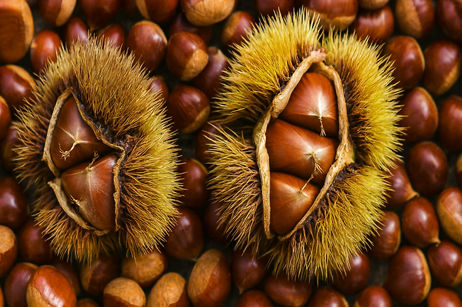 밤 보관법부터 삶는법 효능까지 제대로 알면 1년 내내 즐길 수 있어요