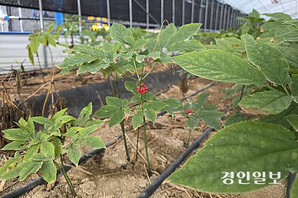 여주의 인삼 농장에서 자라고 있는 인삼에 열매가 달려있는 모습. 2025.9.23 /구민주기자 kumj@kyeongin.com