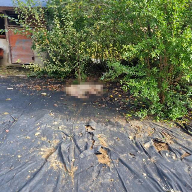 지난 9일 오전 8시 43분 경남 함안군 산인면 입곡리 한 마을에서 나타나 50대 남성에게 제압된 멧돼지 모습. 경남소방본부 제공