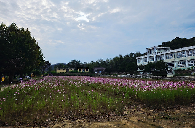 ▲ 10일 경북 의성군 서부1리 치매보듬마을의 옛 이두초등학교 운동장에 코스모스가 만개해 가을 정취를 더하고 있다. 의성군 제공