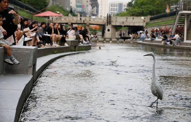 올해 5월 서울 청계천에서 먹이 활동을 하는 백로들. 청계천은 물고기가 많아 왜가리와 백로들의 천국이다./ 전기병 기자
