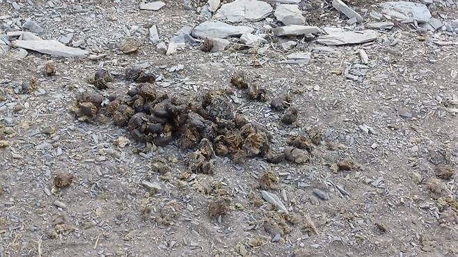 트레킹 코스 곳곳에서 만날 수 있는 말똥.