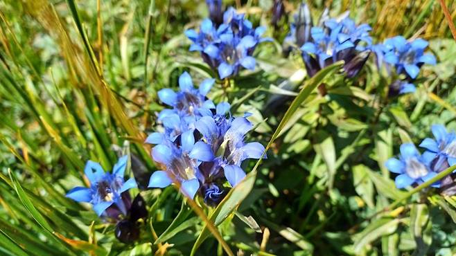트레킹 코스에서 본 푸른 야생화. 조지아로 오는 비행기에서 영화 '배트맨 비긴즈'를 봤는데 영화에 나오는 푸른꽃과 비슷해서 찍어봤다.