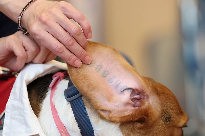 제2회 실험 비글 입양제가 열린 11일 오후 서울 중구의 행사장에서 실험 비글 팔멍이의 귀에 인식 번호가 새겨져 있다. 팔멍이는 입양을 기다리고 있다. 김영원 기자 forever@hani.co.kr